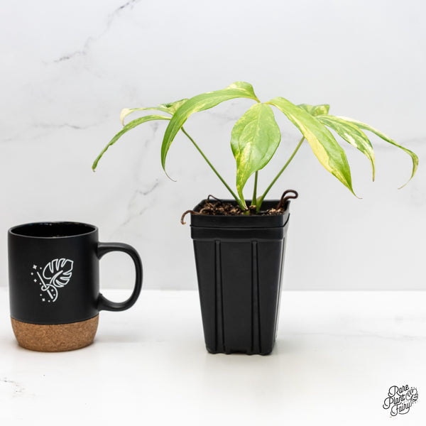 Anthurium Clavigerum Variegated (wk4-B)