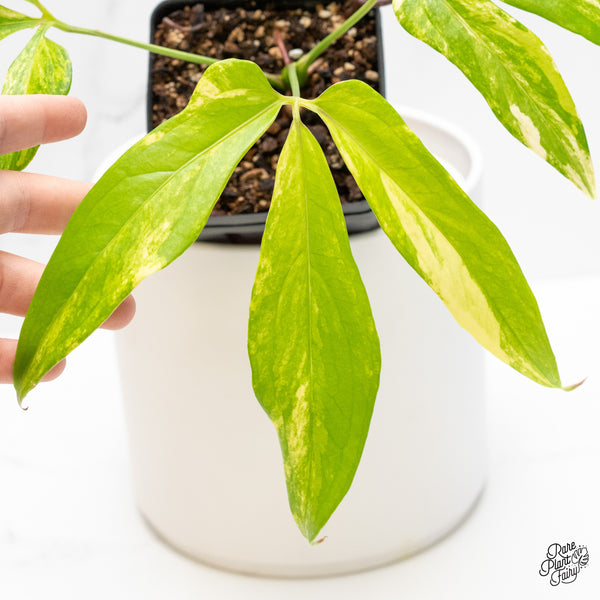 Anthurium Clavigerum Variegated (wk4-B)