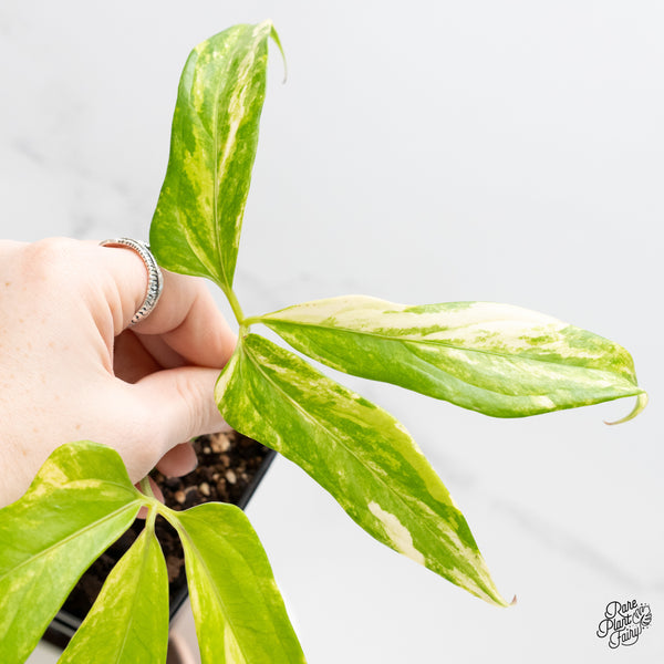 Anthurium Clavigerum Variegated (wk4-B)