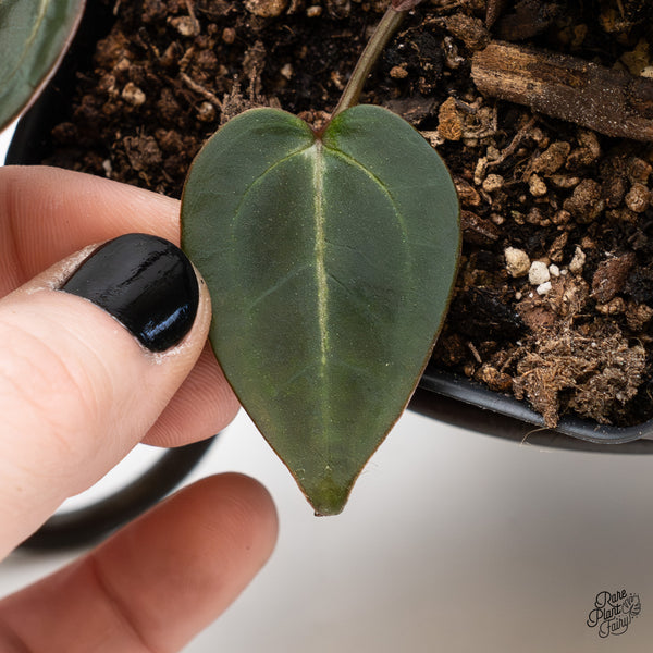 Anthurium Dark & Handsome '9' x Minerva '20' by DocBlock® (wk3-U)