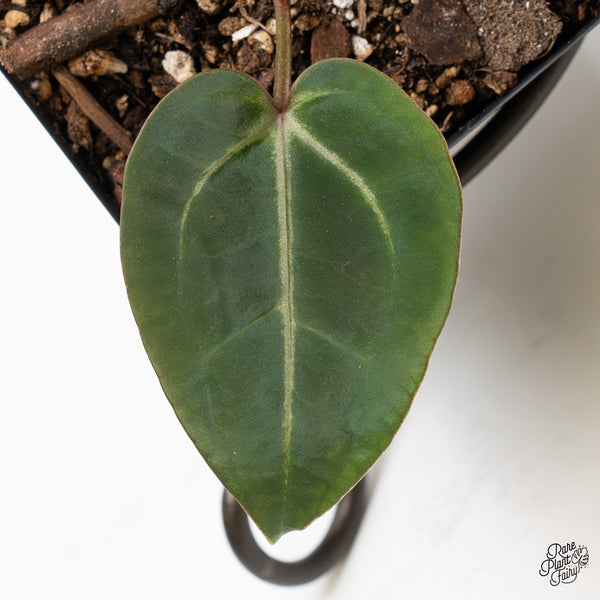 Anthurium Dark & Handsome '9' x Minerva '20' by DocBlock® (wk3-U)