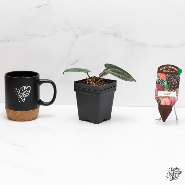 Anthurium Dark & Handsome '9' x Minerva '20' by DocBlock® (wk3-U)