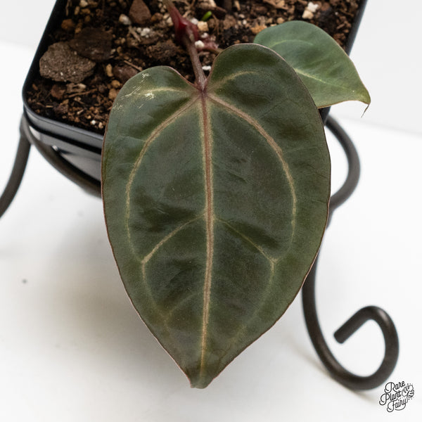 Anthurium Dark & Handsome '9' x Minerva '20' by DocBlock® (wk3-U)