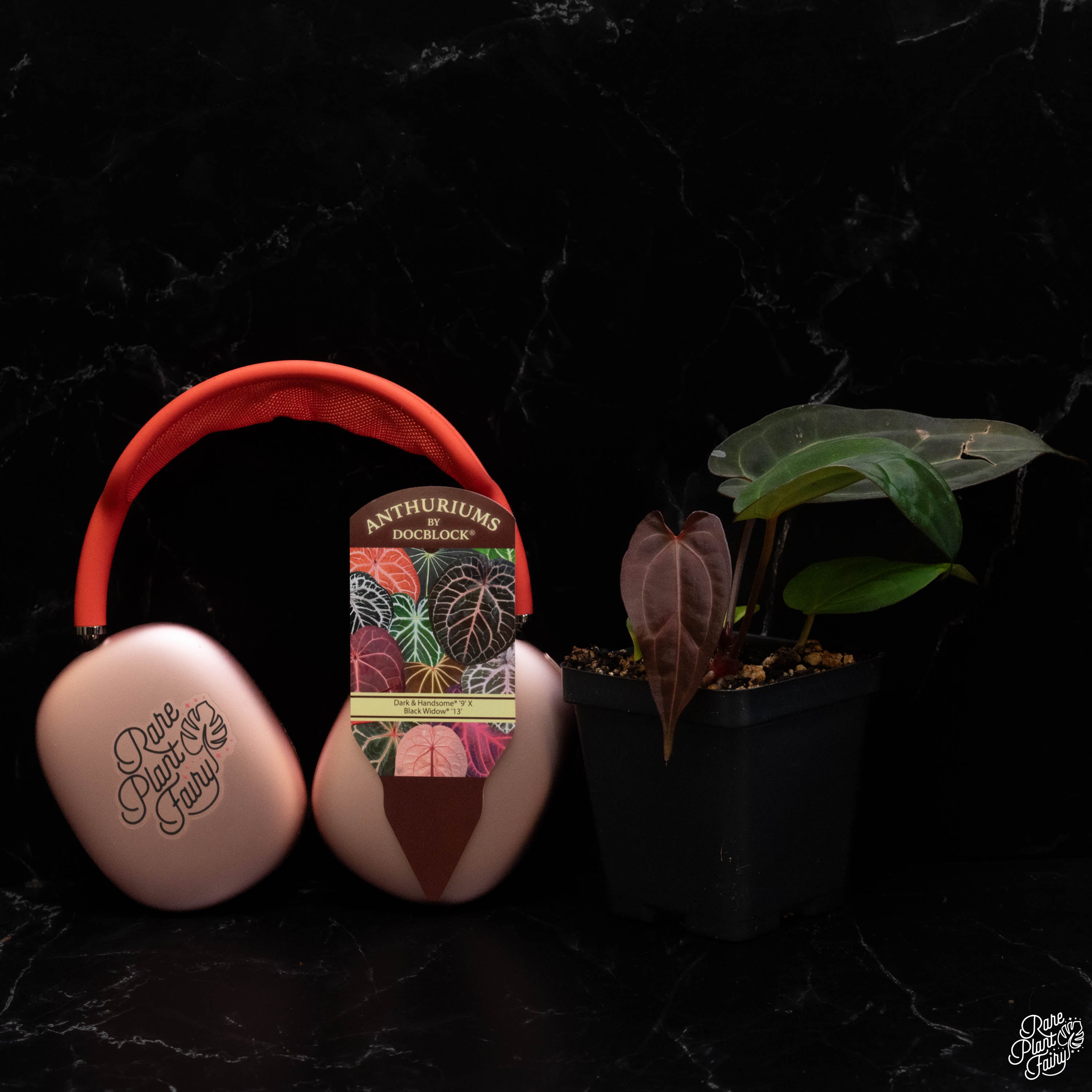 アンスリウム　ブラックウィドウ x ブラックウィドウ　doc block DocBlock Anthurium Black Widow® '43' X Red Velvet Cake® '24