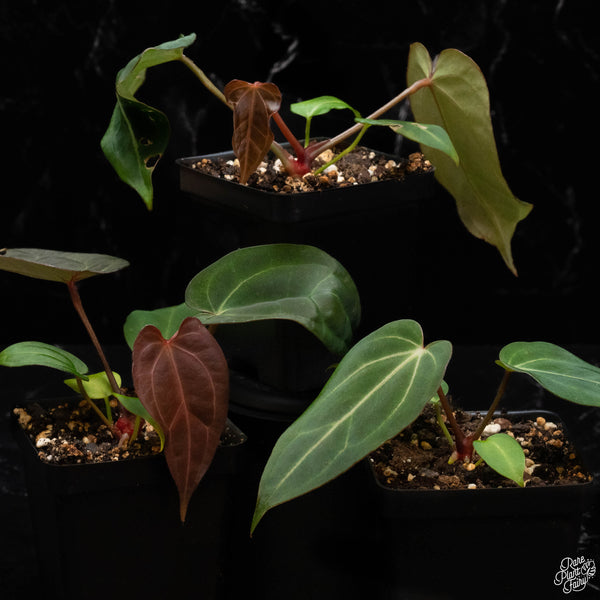 Anthurium Dark & Handsome '9' x Black Widow '13' by DocBlock *Grower's Choice*