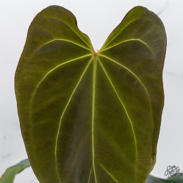 Anthurium Dark and Handsome '9' x Black Widow '13' by DocBlock® (wk45-E)