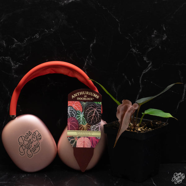 Anthurium Dark & Handsome '9' x Dark & Handsome '9' by DocBlock® *Grower's Choice*