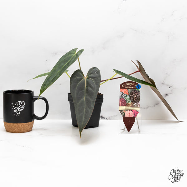 Anthurium Dark and Handsome '9' x Dark and Handsome '9' by DocBlock® (wk43-A)