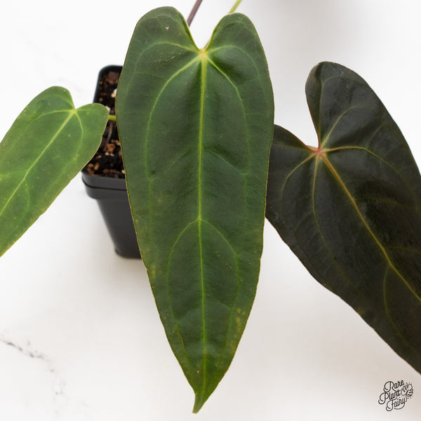 Anthurium Dark and Handsome '9' x Dark and Handsome '9' by DocBlock® (wk43-A)