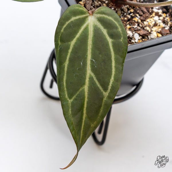 Anthurium Dark and Handsome '9' x Dark and Handsome '9' by DocBlock® (wk43-I)