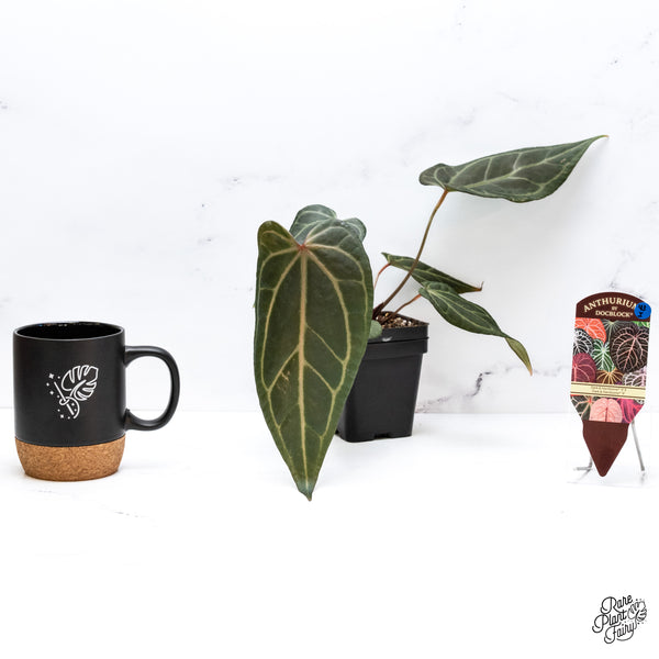 Anthurium Dark and Handsome '9' x Dark and Handsome '9' by DocBlock® (wk43-I)