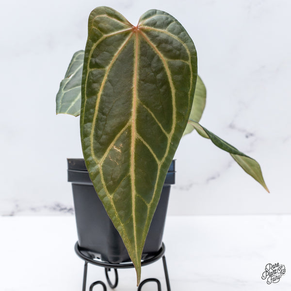 Anthurium Dark and Handsome '9' x Dark and Handsome '9' by DocBlock® (wk43-I)