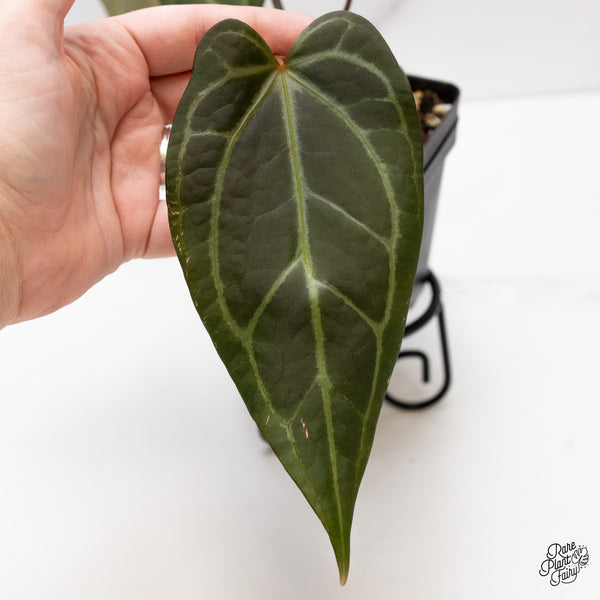 Anthurium Dark and Handsome '9' x Dark and Handsome '9' by DocBlock® (wk43-I)