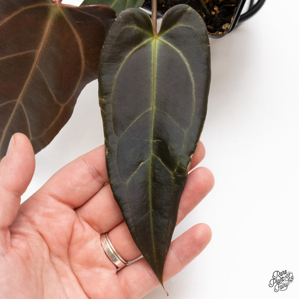 Anthurium Dark and Handsome '9' x Dark and Handsome '9' by DocBlock® (wk43-U)