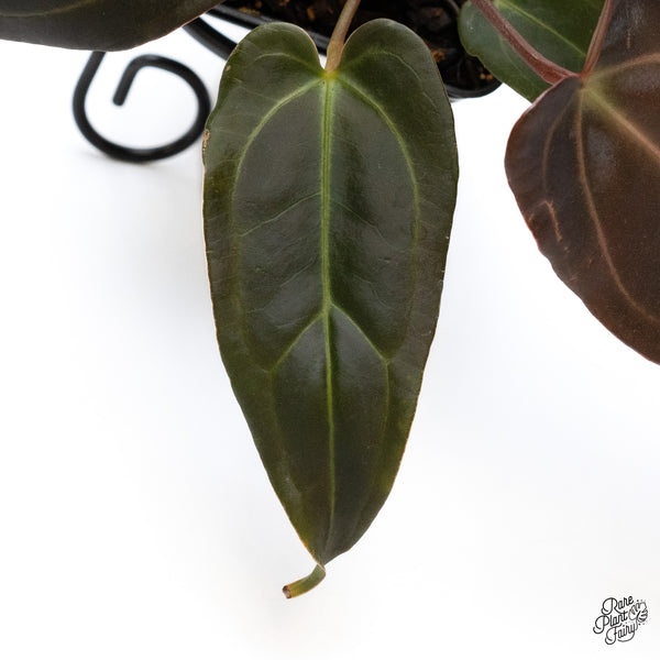 Anthurium Dark and Handsome '9' x Dark and Handsome '9' by DocBlock® (wk43-U)