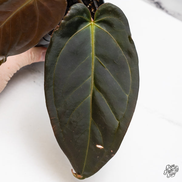 Anthurium Dark and Handsome '9' x Dark and Handsome '9' by DocBlock® (wk44-I)