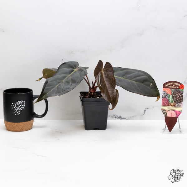 Anthurium Dark and Handsome '9' x Dark and Handsome '9' by DocBlock® (wk44-I)