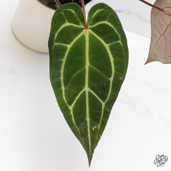 Anthurium Dark and Handsome '9' x Dark and Handsome '9' by DocBlock® (wk45-G)