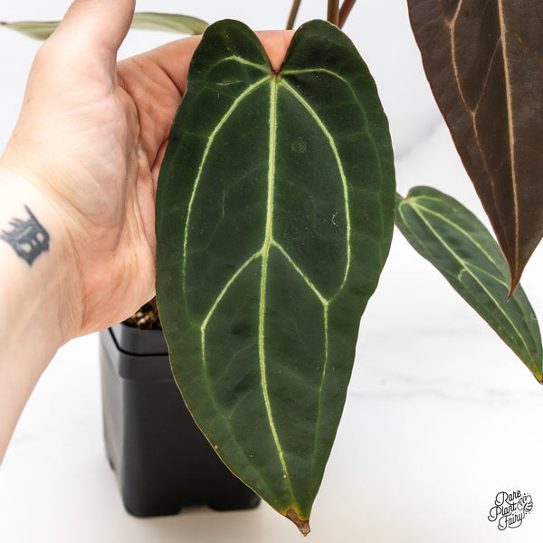 Anthurium Dark and Handsome '9' x Dark and Handsome '9' by DocBlock® (wk46-H)