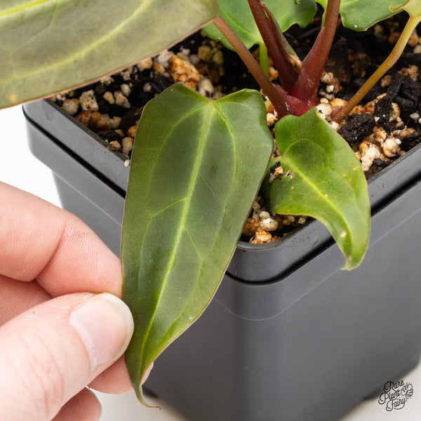 Anthurium Dark and Handsome '9' x Dark and Handsome '9' by DocBlock® (wk51-M)