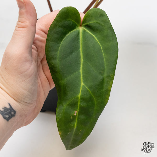 Anthurium Dark and Handsome '9' x Dark and Handsome '9' by DocBlock® (wk51-S)