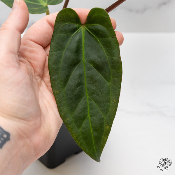 Anthurium Dark and Handsome '9' x Dark and Handsome '9' by DocBlock® (wk51-W)