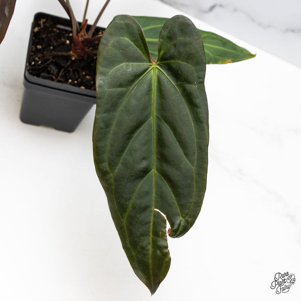 Anthurium Dark and Handsome '9' x Dark and Handsome '9' by DocBlock® (wk51-W)