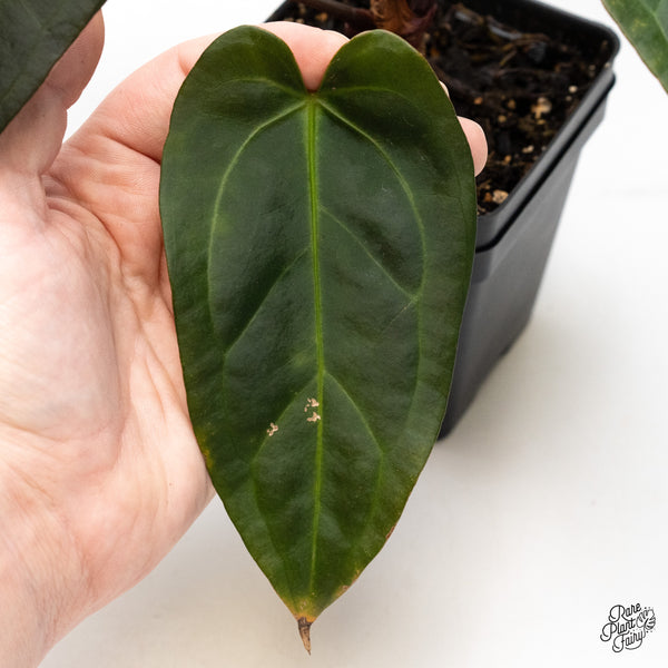 Anthurium Dark and Handsome '9' x Dark and Handsome '9' by DocBlock® (wk51-W)