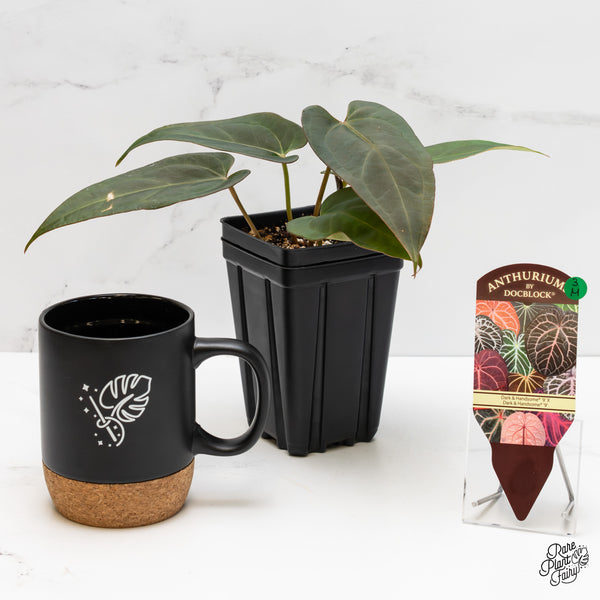 Anthurium Dark and Handsome '9' x Dark and Handsome '9' by DocBlock® (wk3-M)