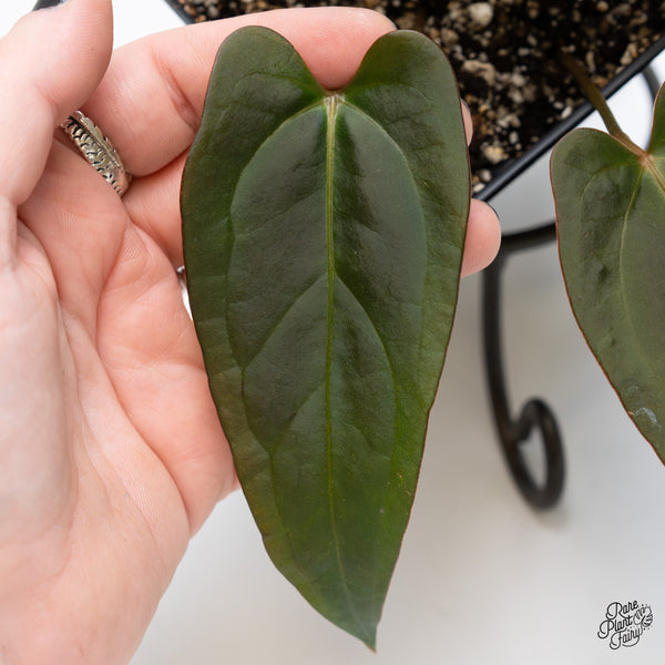 Anthurium Dark and Handsome '9' x Dark and Handsome '9' by DocBlock® (wk3-M)