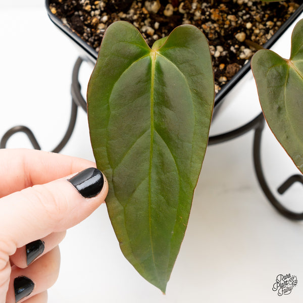 Anthurium Dark and Handsome '9' x Dark and Handsome '9' by DocBlock® (wk3-M)