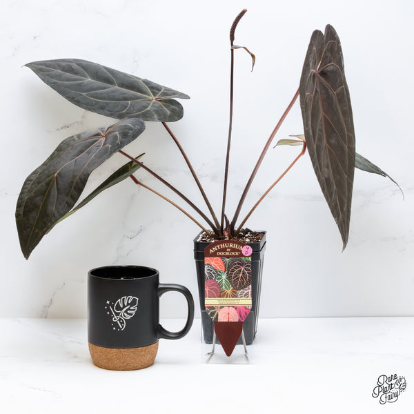 Anthurium Dark and Handsome '9' x Dark and Handsome '9' by DocBlock® (wk4-D)