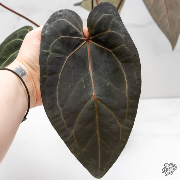 Anthurium Dark and Handsome '9' x Dark and Handsome '9' by DocBlock® (wk4-D)