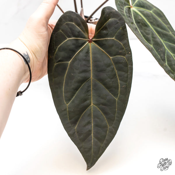 Anthurium Dark and Handsome '9' x Dark and Handsome '9' by DocBlock® (wk4-D)