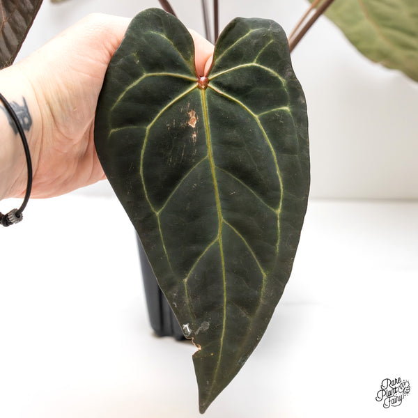 Anthurium Dark and Handsome '9' x Dark and Handsome '9' by DocBlock® (wk4-D)