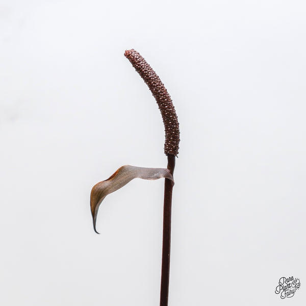 Anthurium Dark and Handsome '9' x Dark and Handsome '9' by DocBlock® (wk4-D)