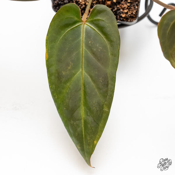 Anthurium Dark and Handsome '9' x Dark and Handsome '9' by DocBlock® (wk4-N)