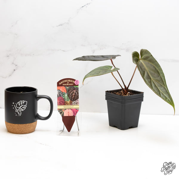 Anthurium Dark and Handsome '9' x Dark and Handsome '9' by DocBlock® (wk4-N)