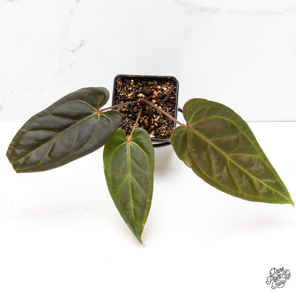 Anthurium Dark and Handsome '9' x Dark and Handsome '9' by DocBlock® (wk4-N)