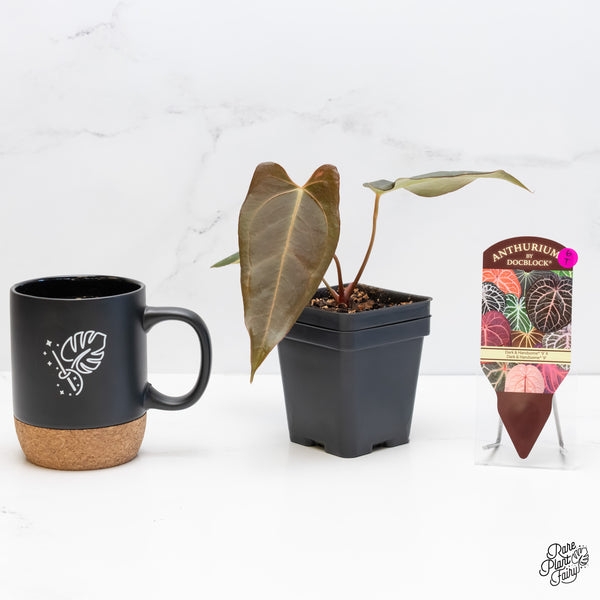 Anthurium Dark and Handsome '9' x Dark and Handsome '9' by DocBlock® (wk6-T)