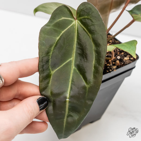 Anthurium Dark & Handsome '9' x Minerva '20' by DocBlock® (wk4-AA)