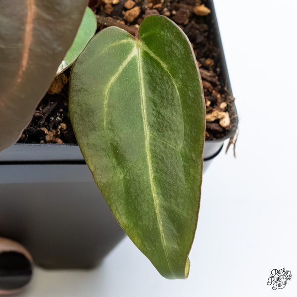 Anthurium Dark & Handsome '9' x Minerva '20' by DocBlock® (wk4-AA)