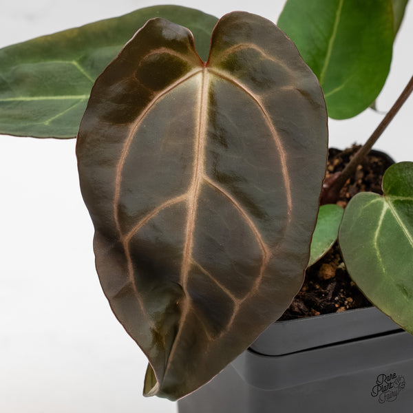 Anthurium Dark & Handsome '9' x Minerva '20' by DocBlock® (wk4-AA)
