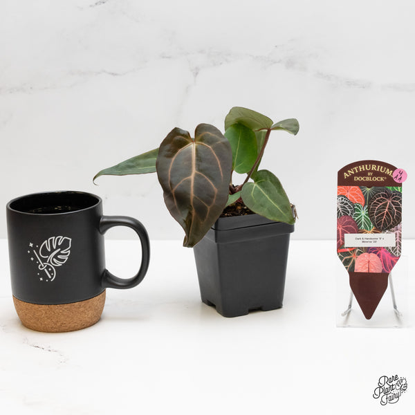 Anthurium Dark & Handsome '9' x Minerva '20' by DocBlock® (wk4-AA)