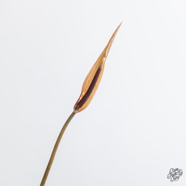 Anthurium Dark and Handsome '9' x Red Velvet Cake '24' by DocBlock® (wk51-Q)