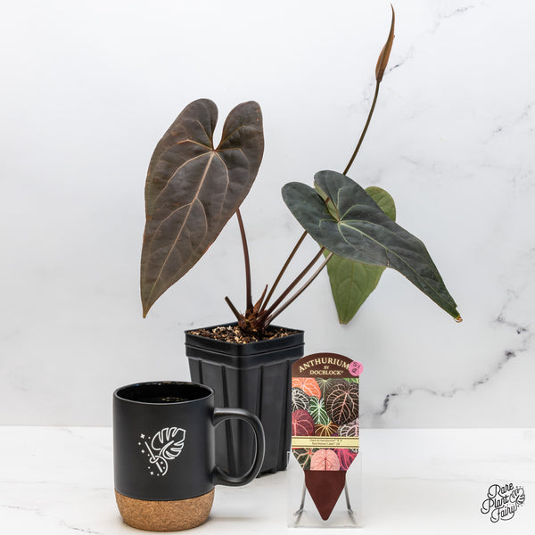 Anthurium Dark and Handsome '9' x Red Velvet Cake '24' by DocBlock® (wk51-Q)