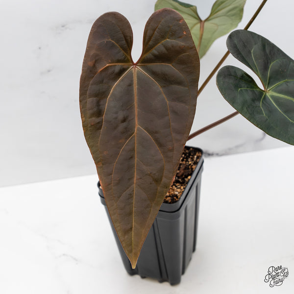 Anthurium Dark and Handsome '9' x Red Velvet Cake '24' by DocBlock® (wk51-Q)