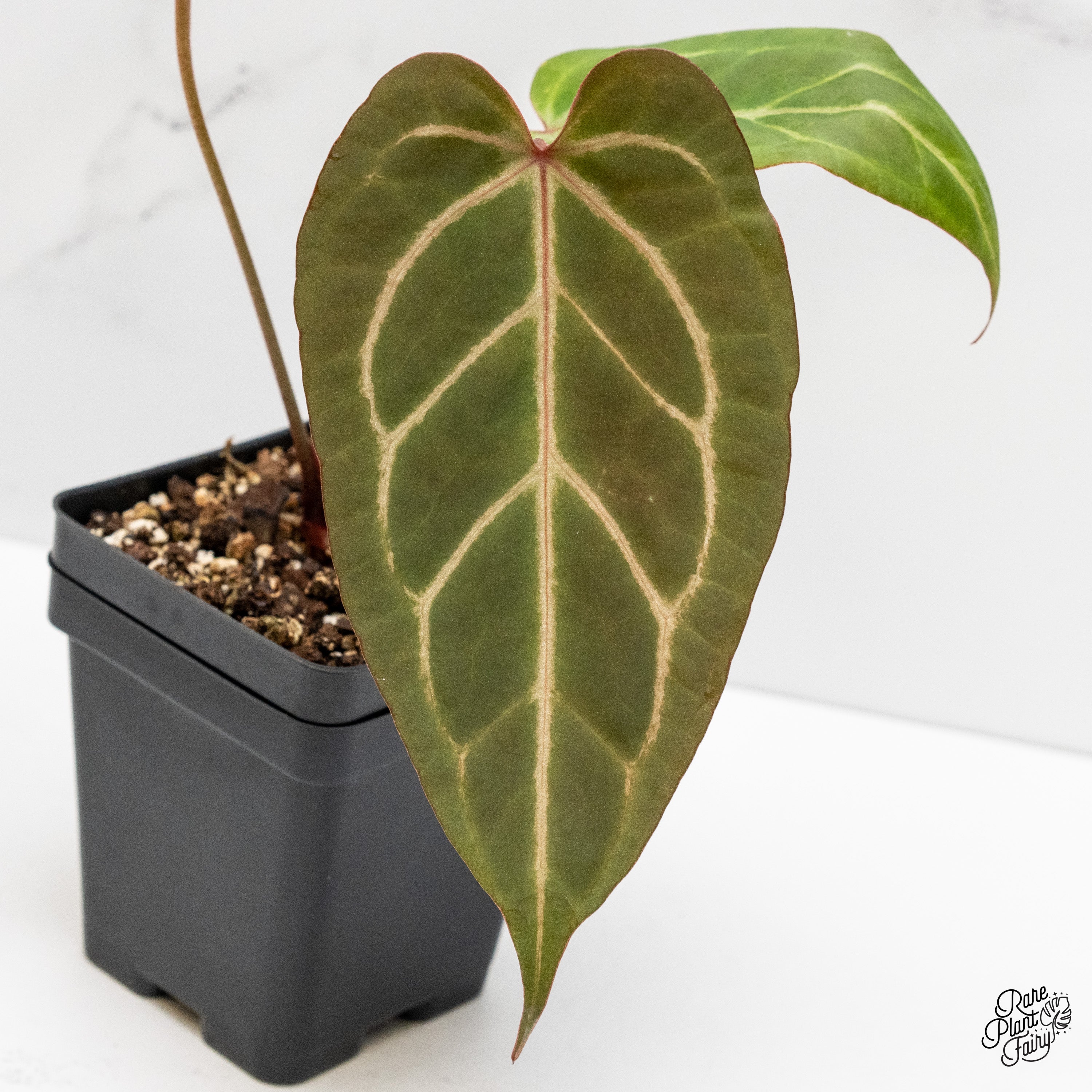 パンデイロ コンテンポラネア CONTEMPORÁNEA PDMM095LCT Anthurium Dark & Handsome '9' x Zara '14' by DocBlock® (wk2-U