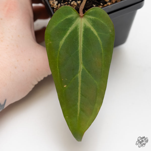 Anthurium Dark & Handsome '9' x Zara '14' by DocBlock® (wk5-N)