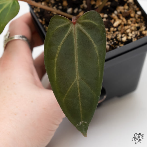 Anthurium Dark & Handsome '9' x Zara '14' by DocBlock® (wk5-N)